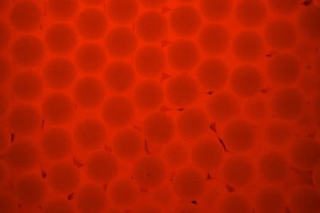 Acetech Tracer BBs 0.25g 6mm 2700CT ( Bottle ) ( Green / Red )-Red